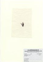 藏品(長枝沙菜)的圖片